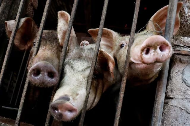 Vietnam’da Afrika Domuz Vebası Yayılıyor, Gıda Tedarikinde Kesintiler Endişesi