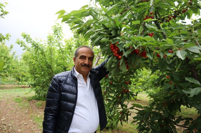 Zirai Don Kiraz İhracatını Vurdu: Kayıp %90