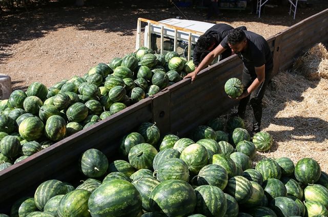 Antalya Karpuz Üretiminde Türkiye Birinciliğine Oynuyor