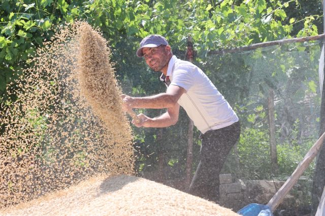 Antalya'da %100 Buğday Tohumu Hibe Desteği Hasada Dönüştü