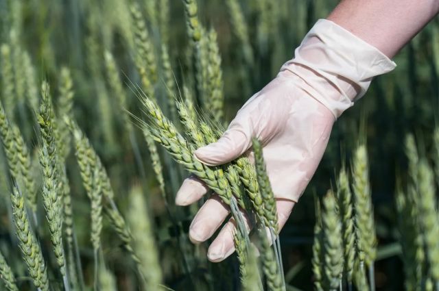 Bilim İnsanları Fusarium Başak Yanıklığına Karşı Güvenli Yöntem Geliştirdi