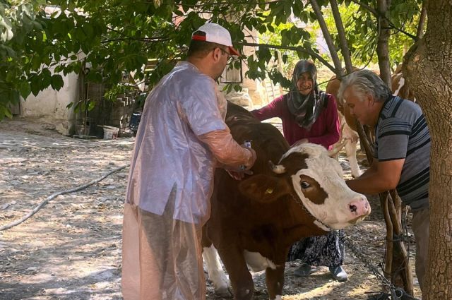 Çankırı’da Şap Aşılama Kampanyası Devam Ediyor