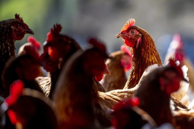 Çin'den Arjantin Kümes Hayvanı İthalatına 5 Ay Sonra Yeni Yasak