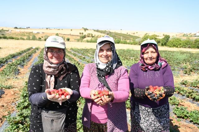 Coğrafi İşaretli Hüyük Çileği Hasadı Başladı