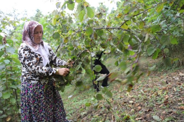 'Fındık Dalda Aklın İşçide Kalmasın' Projesiyle Ordu Ekonomisine Milyonlarca Lira Katkı