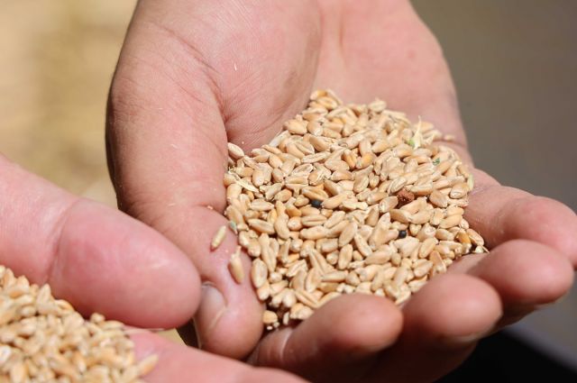 Halk Ekmek İçin Buğday Hasadı Başladı: Tarladan Sofraya Yerli Üretim