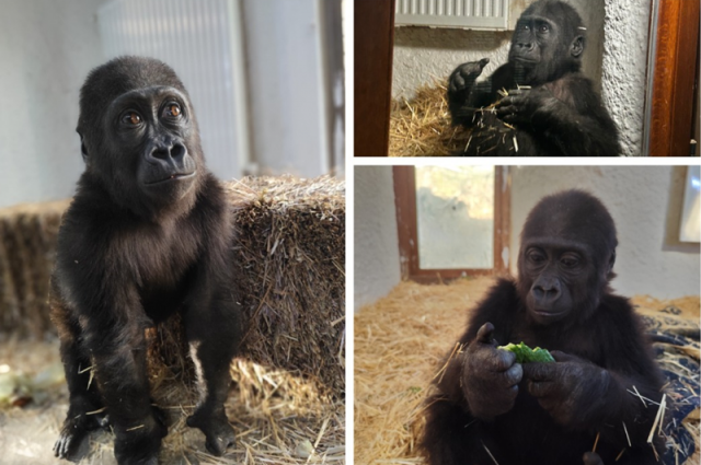 Kaçak Goril Yavrusu "Zeytin" Nijerya'ya İade Ediliyor
