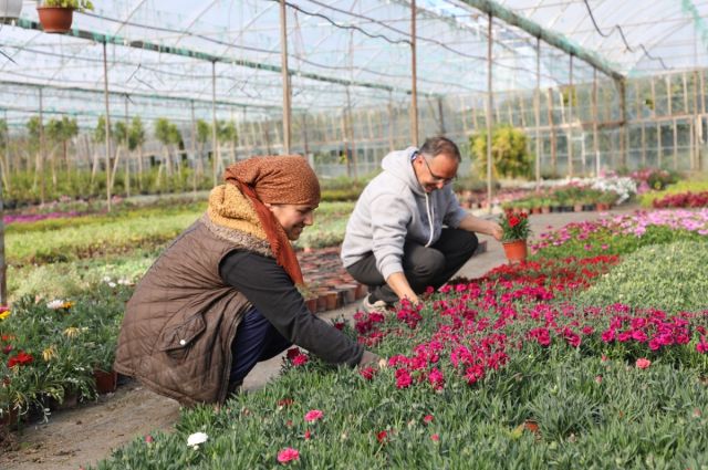 Muğla'da Alım Garantili Çiçek Üretimi İle Ekonomi Canlanıyor