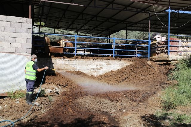 Narenciye Üreticisine Büyük Destek: Hatay'da Akdeniz Meyve Sineğiyle Mücadele