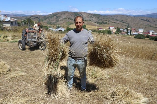 Ordu'da Siyez Buğdayı Üretimi 2 Bin Dekara Ulaştı