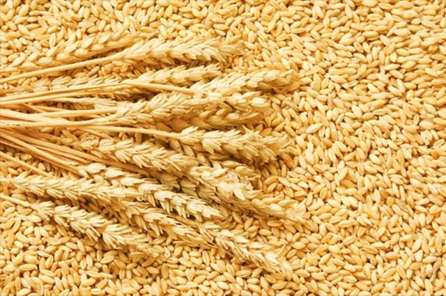 Rusya, Tahıl İhracat Vergilerini Bir Hafta Daha Sıfırladı