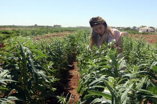 Şanlıurfa'da Unutulmaya Yüz Tutmuş Urfa Susamı Yeniden Canlanıyor