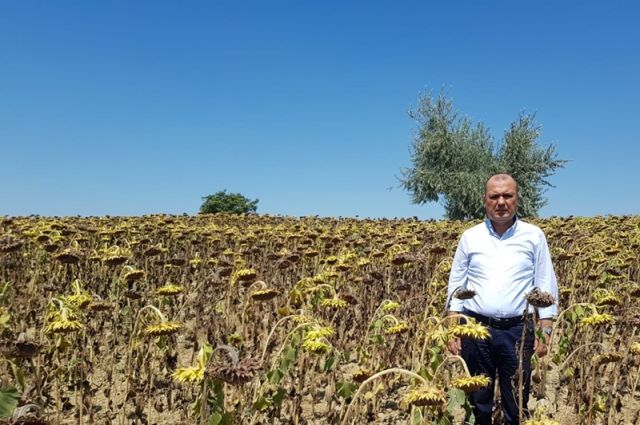 Trakya Çiftçisi Borç Ertelemesi İstiyor: Kuraklık Verimi %70 Düşürdü