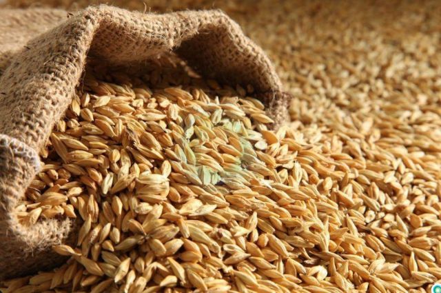 Ürdün, Tonu 265 Dolara Arpa Aldı