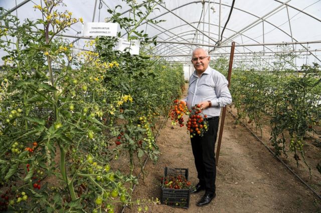 Van'da Ata Tohumlarıyla Yetiştirilen Ürünlerin İlk Hasadı Yapıldı