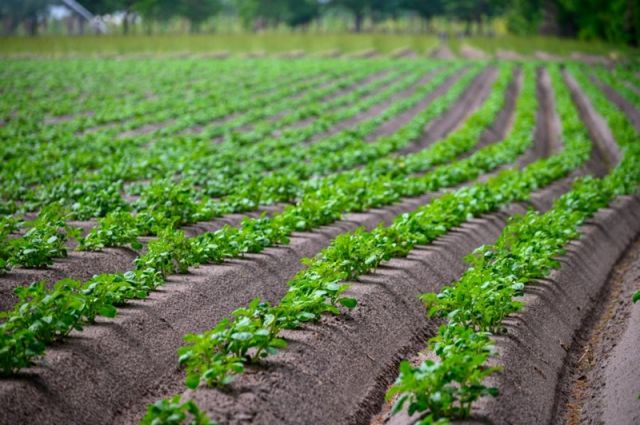 Yapay Zeka İngiltere’de Patates Tarımını Yenileyici Hale Getiriyor