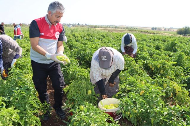 Adıyaman’da Biber Hasadı Başladı