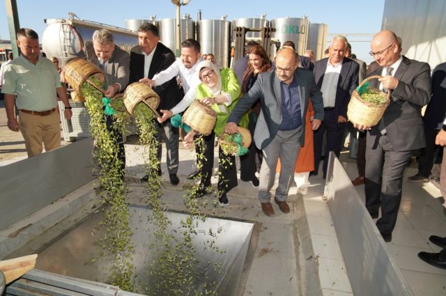 Ayvalık’ta İlk Zeytin Hasadı: Çiftçiler 1 Litreye 30 TL Destek İstiyor
