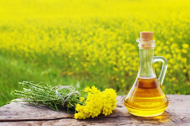Çin, Kanada Kanola Tohumu Soruşturmasını Mart 2026'ya Kadar Uzattı