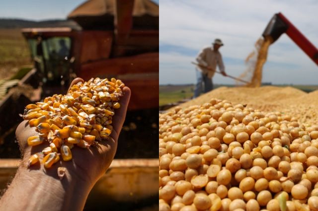 Conab, Brezilya’da 2024/25 soya ve mısır rekolte tahminini yükseltti