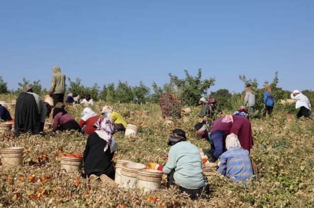 Elazığ'da Organik Kurutmalık Domates Hasadı Başladı