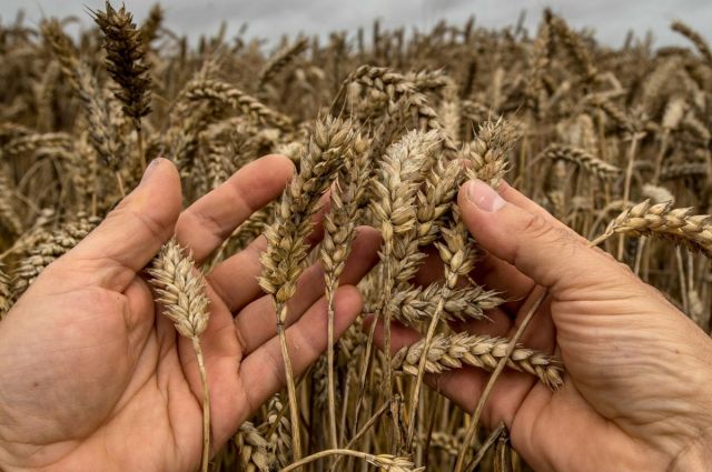 Fransız Buğdayında Protein Oranı Düşük, Kalite Parametreleri Yüksek