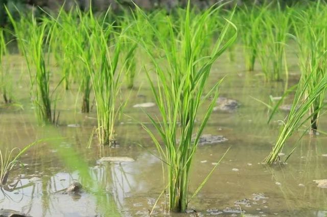 Hindistan’da şiddetli yağışlar 925 bin hektarlık tarım arazisine zarar verdi
