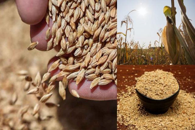 İran SLAL, Mısır, Arpa ve Soya Küspesi Alımı İçin 120 Bin Tonluk Uluslararası İhaleler Açtı