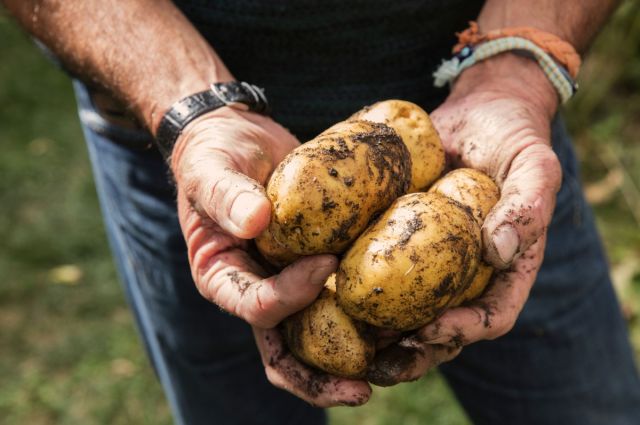 İsviçre’de Patates Üretimine Yeni Tehdit: Proteobakteri Tespit Edildi