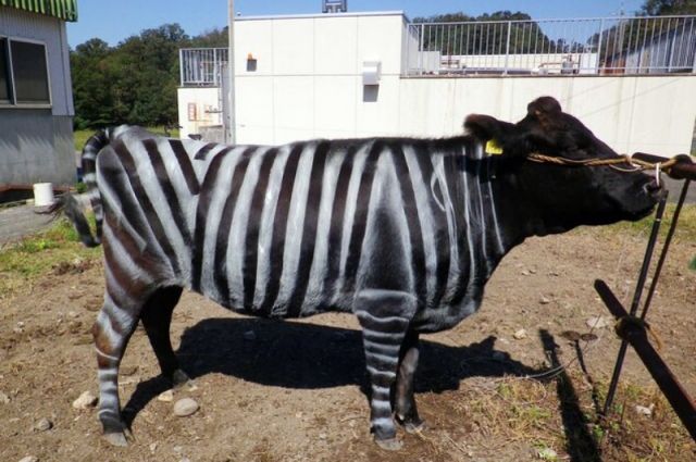 Japon Bilim İnsanları Zebra Desenli İneklerle Ig Nobel Kazandı