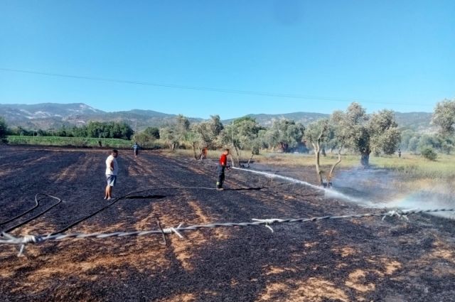 Muğla'da Anız Yangınları Toprağa ve Doğaya Büyük Zarar Veriyor