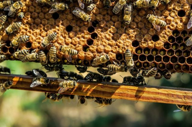 Son Dakika… Arıcılara %50 İlaç Desteği Projesi Başlıyor