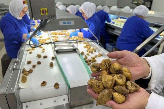 Türkiye'nin Kuru İncir İhracatında Yeni Sezonun İlk Yükleme Tarihi Belli Oldu