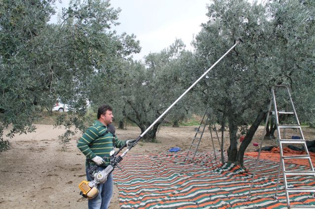 Zeytin Üreticilerine Yüzde 50 Hibe