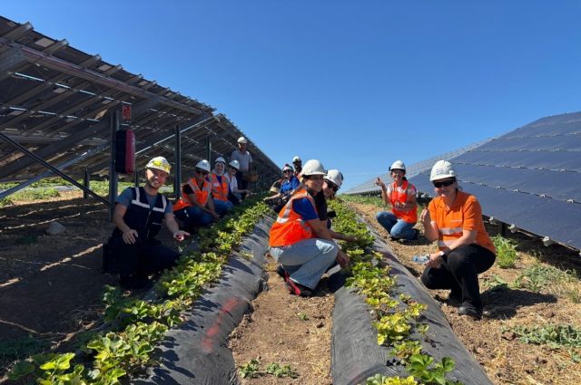 Enerjisa Üretim agrivoltaik tarımda 5 tonluk hasada ulaştı