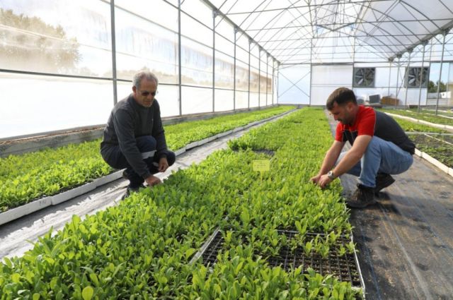 Ordu Büyükşehir, kendi serasında 750 bin çiçek üretti