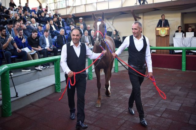 TİGEM 2025 Tay Müzayedesinde 15 safkan yeni sahiplerine kavuştu