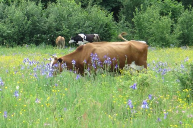 Agroekoloji: Avrupa Tarımında Doğa ve İklim İçin Çözüm