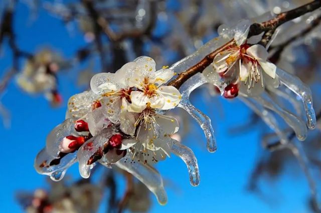 Bakan Yumaklı: Zirai don desteğinde 1,7 milyar TL daha üreticilerin hesabında
