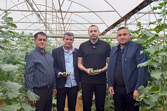CHP’li Aykut Kaya: Antalya’daki salatalık üreticisi maliyetin üçte birine satıyor
