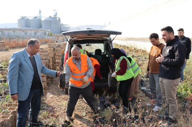 Çiftçilere yüzde 85 hibeli fıstık fidanı desteği