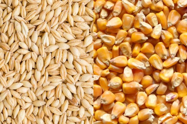 Cumhurbaşkanı Kararıyla Arpa ve Mısırda Sıfır Gümrük Dönemi