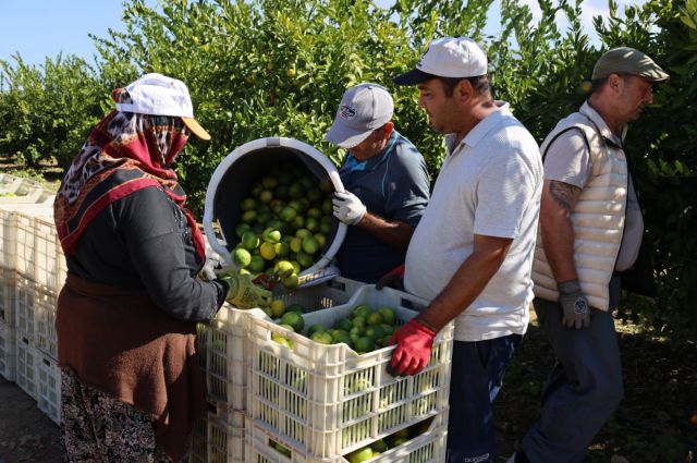 EİB Başkanı Uçak: Mandalina ihracatı ekimde yüzde 144 arttı