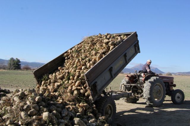Isparta Gönen'de Şeker Pancarı Hasadı Başladı, Verim Yükseliyor