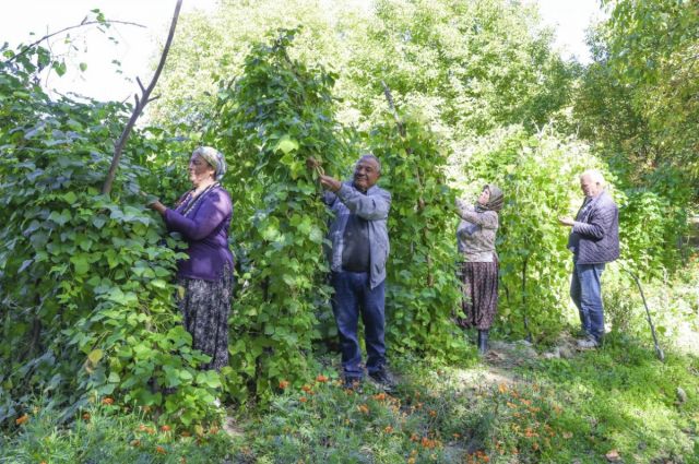 Mersin Büyükşehir, Gülnar’da Leklek Fasulyesi tohum desteği verdi