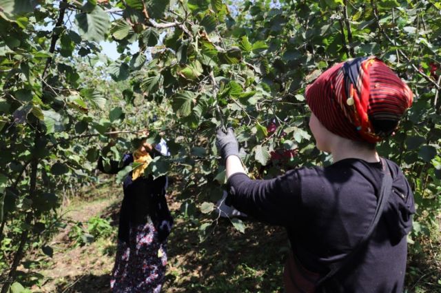 Rekabet Kurulu'ndan Ferrero'ya Fındık Alım Taahhüdü Revizyonu