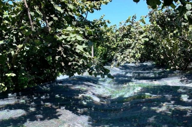 Samsun İl Tarım Müdürlüğü 63 yatırımcıya fındık filesi desteği verdi