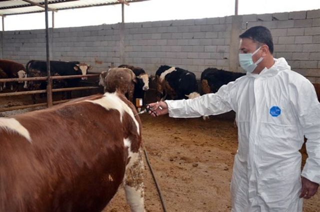 SON DAKİKA... Tarım ve Orman Bakanlığı: Şap Hastalığı Kontrol Altında