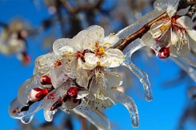 Tarım Bakanlığı zirai don için 798 milyon TL ödeme yaptı