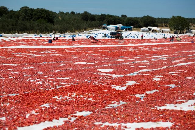 Türkiye 2025’te Kuru Domates İhracatında Dünya İkincisi Oldu